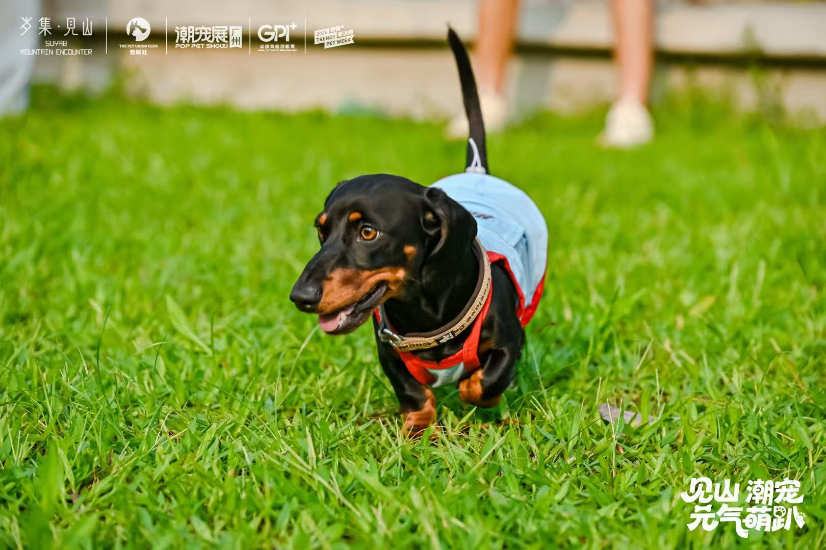Two dachshunds in holiday setting